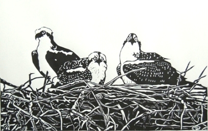 Three Ospreys